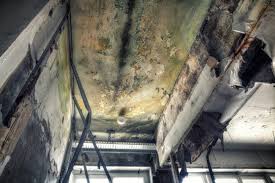 Best Basement Mold Removal  in Grabill, IN